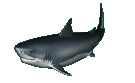 big_shark_swimming