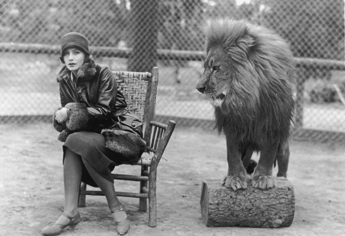 MGM Aslanı Leo'nun Fırtınalı Yaşam Öyküsü! 3 – MGM Lion 2