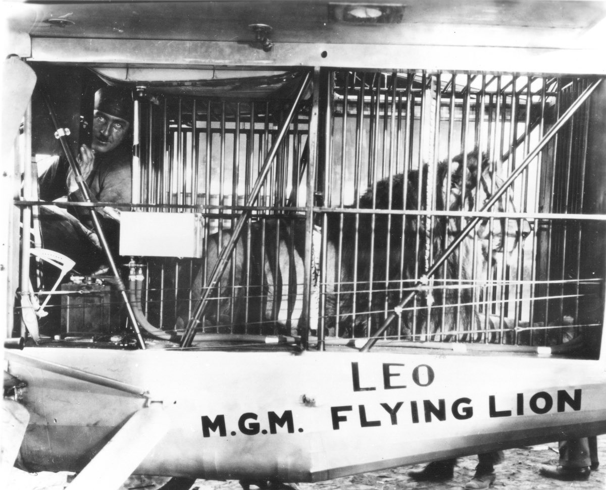 MGM Aslanı Leo'nun Fırtınalı Yaşam Öyküsü! 6 – MGM Lion 9