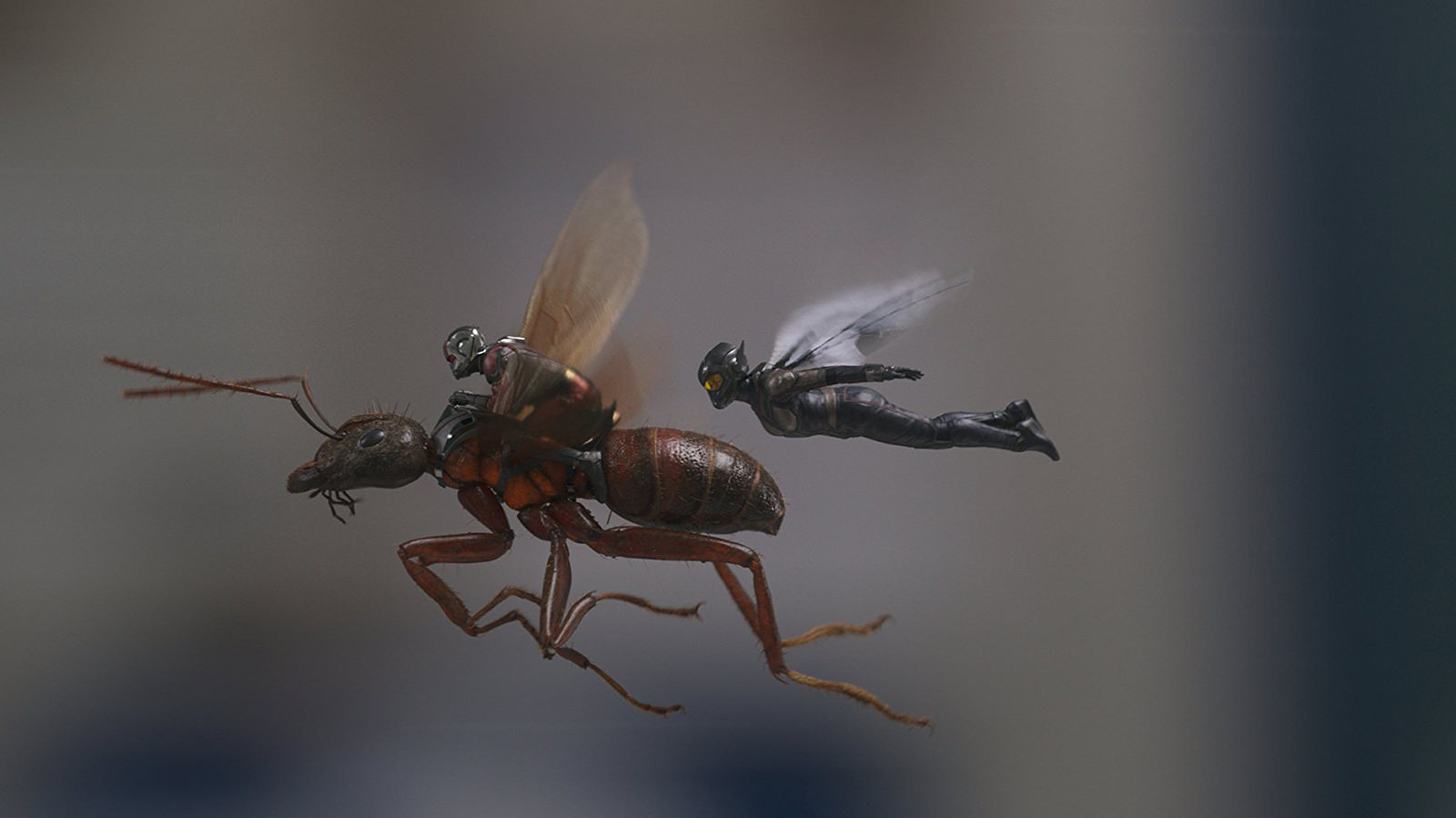 Ant-Man ve Wasp: Karıncadan Süper Kahraman Olur mu? 2 – 43190922072 877ce7ffce h