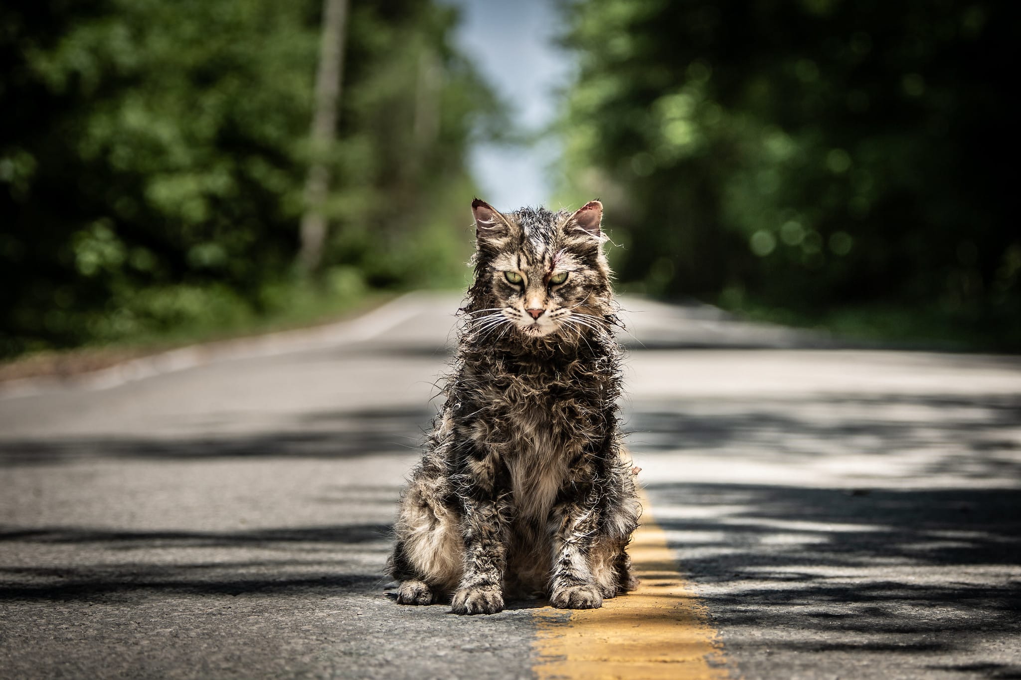 Unutmak İstemeseydik Gömmezdik Ölülerimizi: Pet Sematary (2019) 1 – 46579808795 d84cd2ebcc k