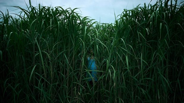 Bahçıvan Aranıyor: In the Tall Grass (2019) 4 – In the Tall Grass 01