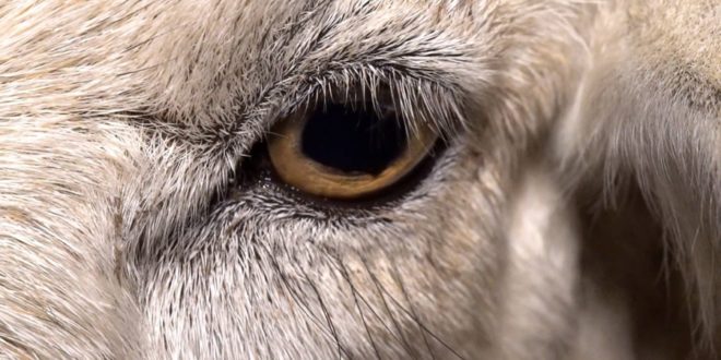 Earthlings Bölüm 2: Et Yeme Düzeni 1 – Dominion 2018