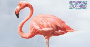 Kristal Flamingo İçin 10 Film Yarışacak 1 – 3 Izmir Film ve Muzik Festivali header